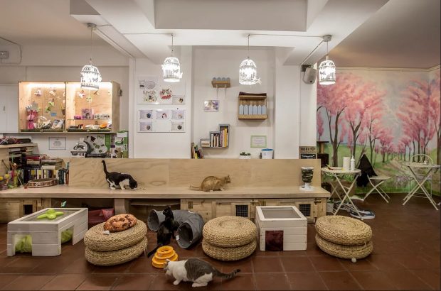 Espacio de gatos
